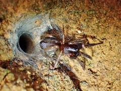 Segestriidae