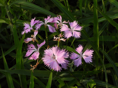 Dianthus longicalyx