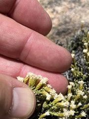 Dolichothrix ericoides