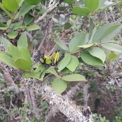 Acokanthera oppositifolia