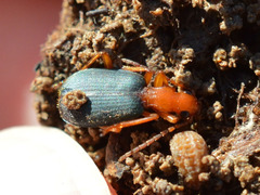 Brachinus