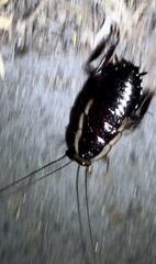 Drymaplaneta semivitta