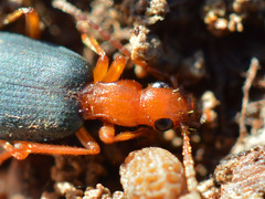 Brachinus