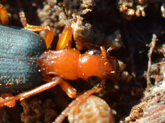 Brachinus