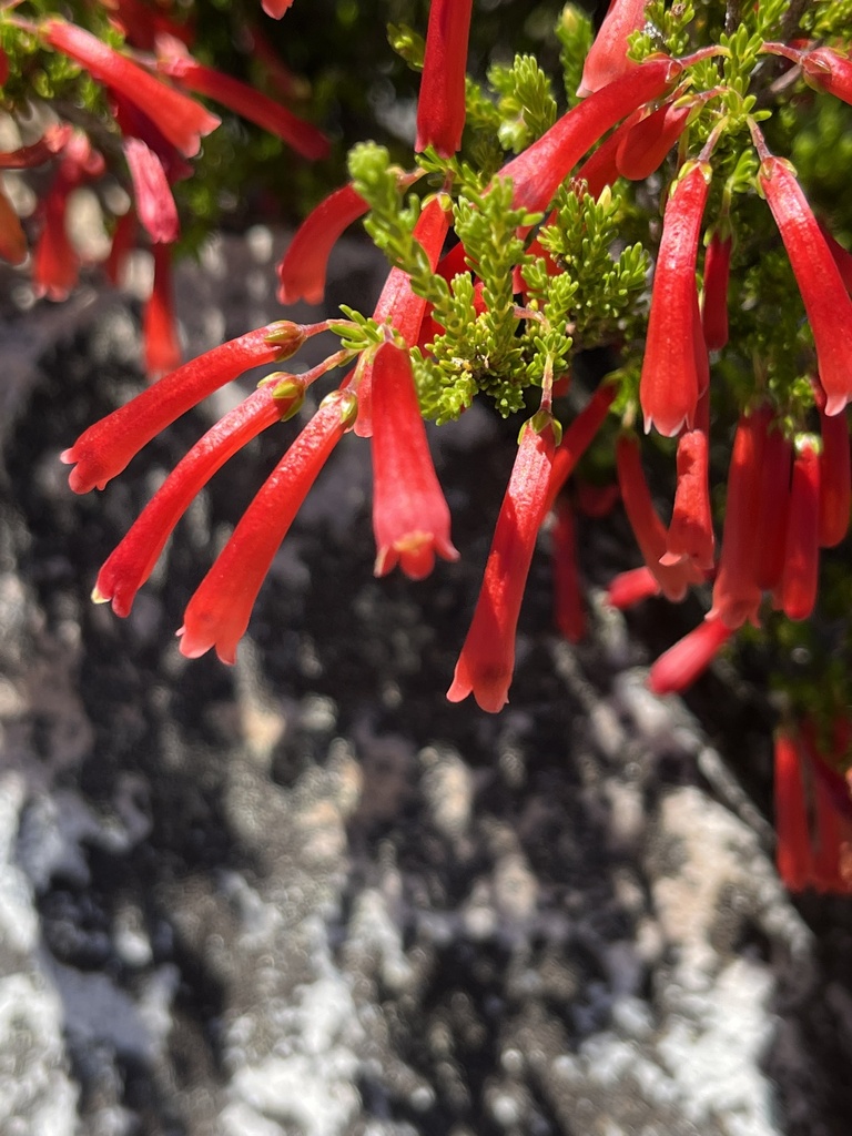 Bloodtube Heath