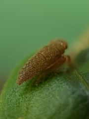 Iassinae