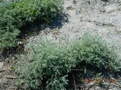Artemisia austriaca