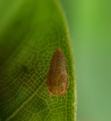 Iassinae