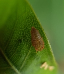 Iassinae