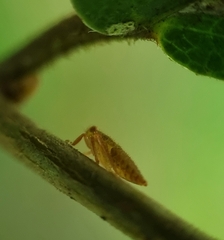 Iassinae