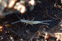 Diplura
