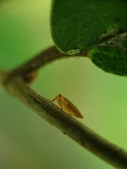 Iassinae