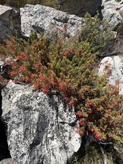 Erica haematosiphon