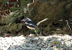 Copsychus saularis