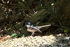 Copsychus saularis