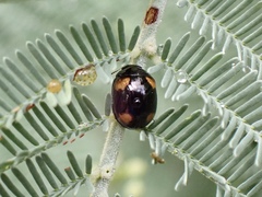 Peltoschema tetraspilotum