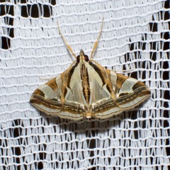 Agrioglypta excelsalis