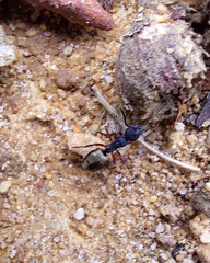 Dolichoderus scabridus