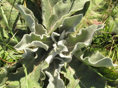 Verbascum sinuatum