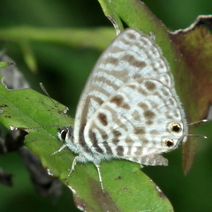 Leptotes pirithous