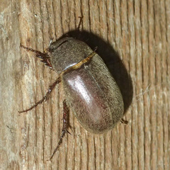 Scarabaeoidea