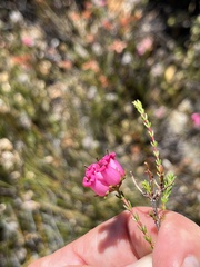 Erica daphniflora