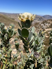 Protea punctata