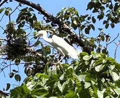 Egretta garzetta