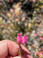 Erica daphniflora