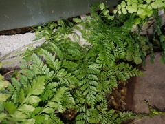 Davallia bullata