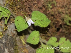 Lycianthes lysimachioides