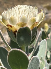 Protea punctata