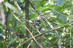 Taeniotriccus andrei