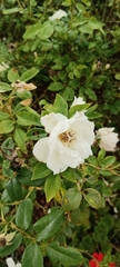 Rosa sempervirens