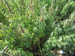 Leonurus glaucescens