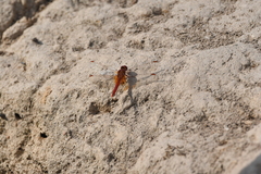 Crocothemis