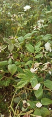 Rosa sempervirens
