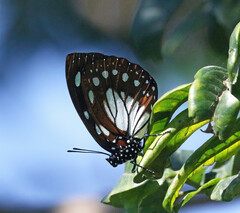 Charaxes wakefieldi