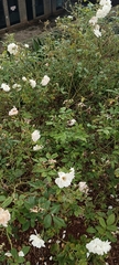 Rosa sempervirens