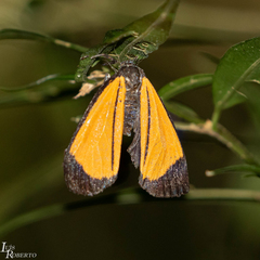 Paratype univitta