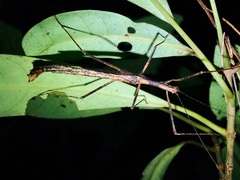 Asceles margaritatus
