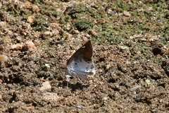 Odontoptilum angulata