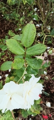 Rosa sempervirens