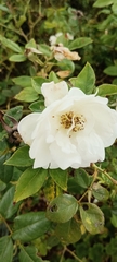 Rosa sempervirens