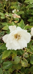 Rosa sempervirens