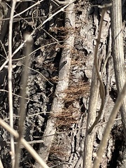 Toxicodendron radicans