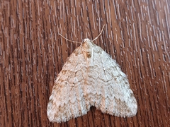 Epirrita dilutata