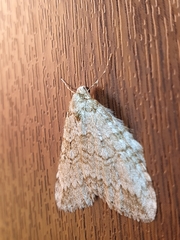 Epirrita dilutata