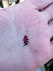 Cucujus cinnaberinus