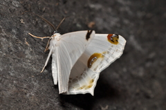 Sericoptera